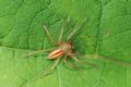 Micrommata virescens